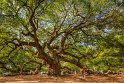 075 Oak Angel Tree